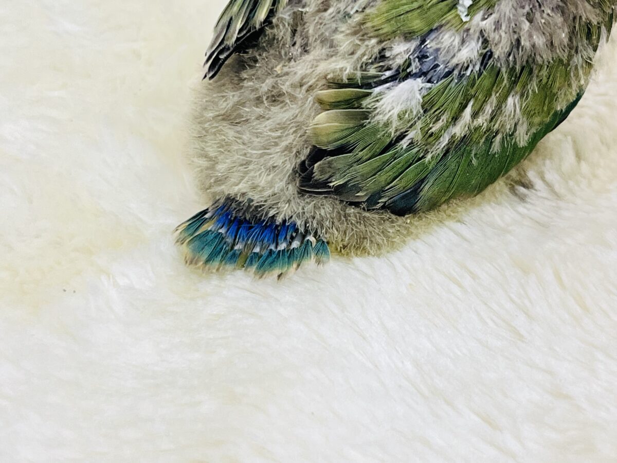 パッと花咲くかな❓🌺小桜インコのノーマル💚 コザクラインコ(小桜インコ)