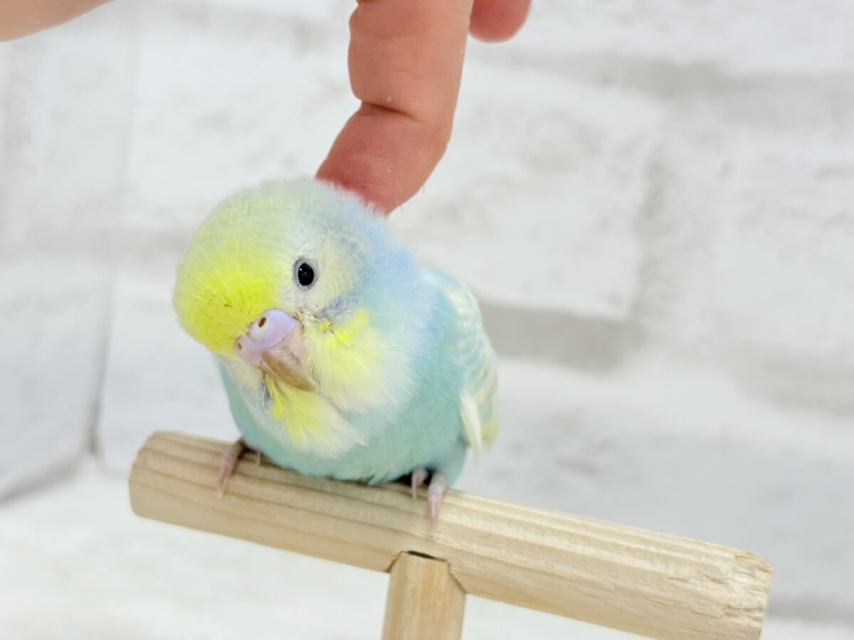 【最新画像更新🪄】甘々クリームソーダちゃん🍹🫧セキセイインコ(パステルカラーレインボー) ヒナ セキセイインコ