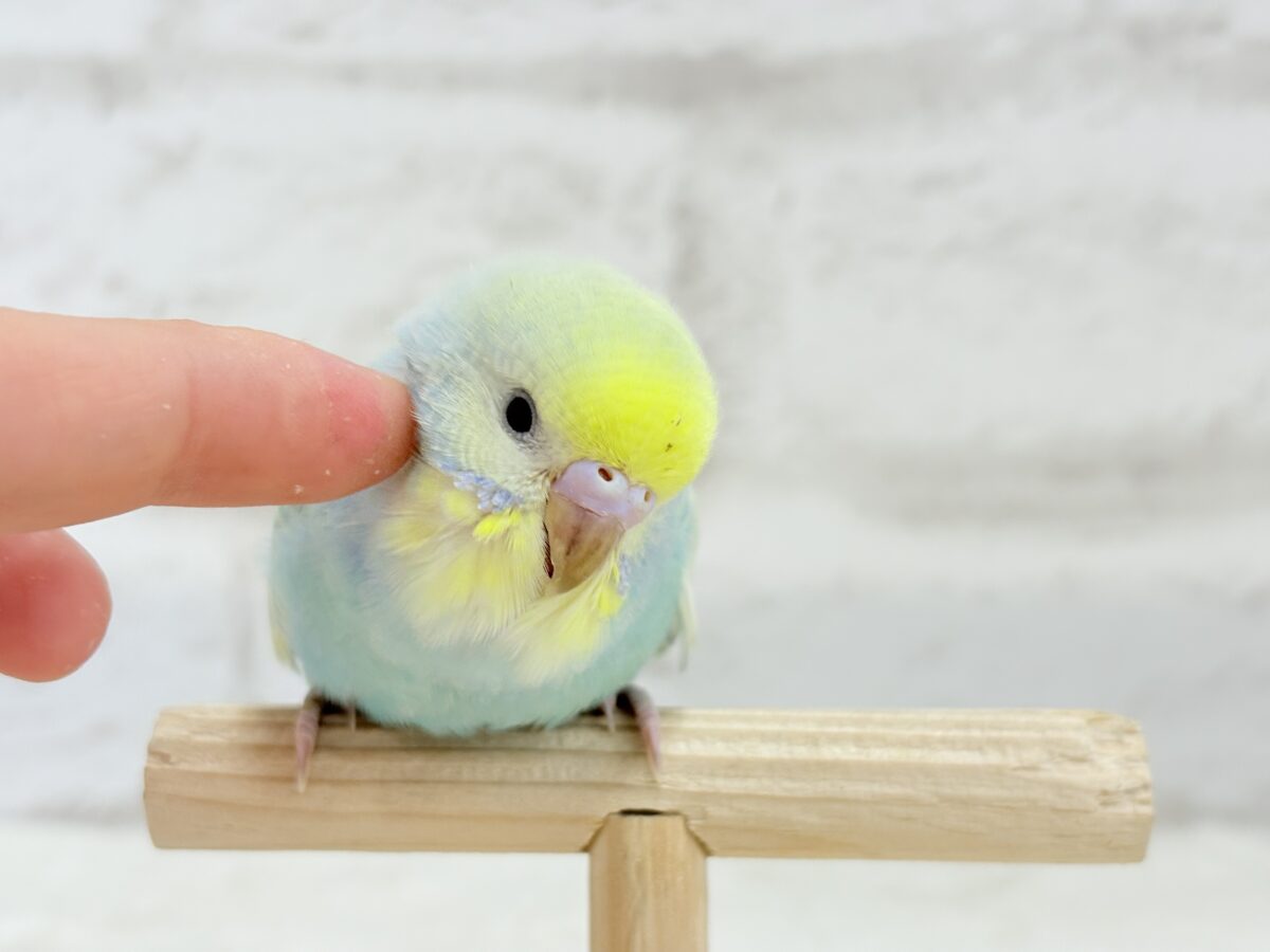 【最新画像更新🪄】甘々クリームソーダちゃん🍹🫧セキセイインコ(パステルカラーレインボー) ヒナ セキセイインコ