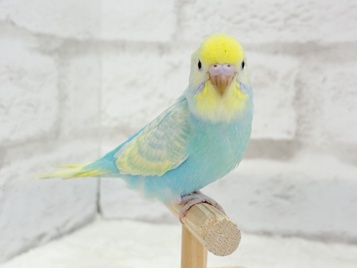 【最新画像更新🪄】甘々クリームソーダちゃん🍹🫧セキセイインコ(パステルカラーレインボー) ヒナ セキセイインコ
