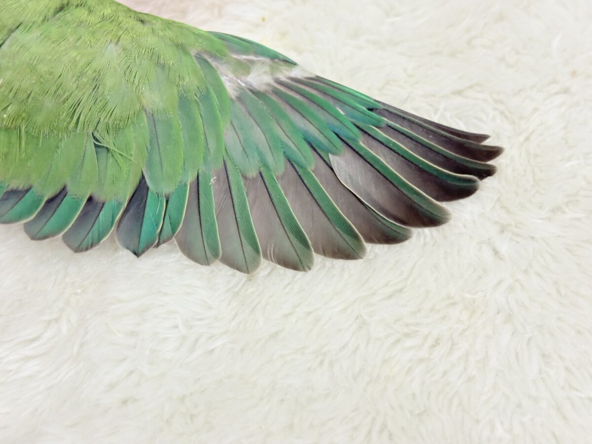 【最新画像更新🪄】キリッとしたお顔が魅力的🐣🫧コザクラインコ(ノーマル) ヒナ コザクラインコ(小桜インコ)