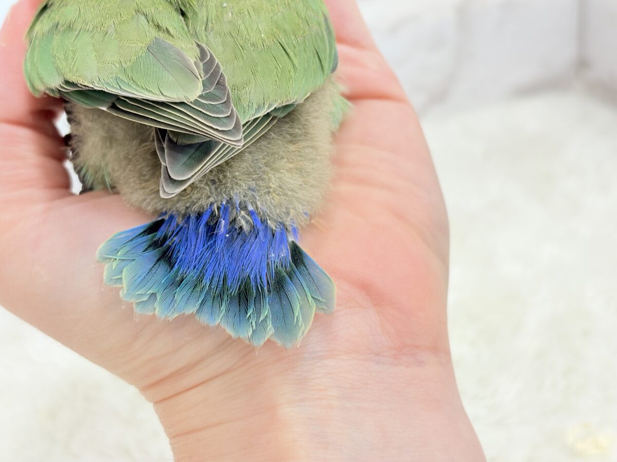 コザクラインコ（小桜インコ）