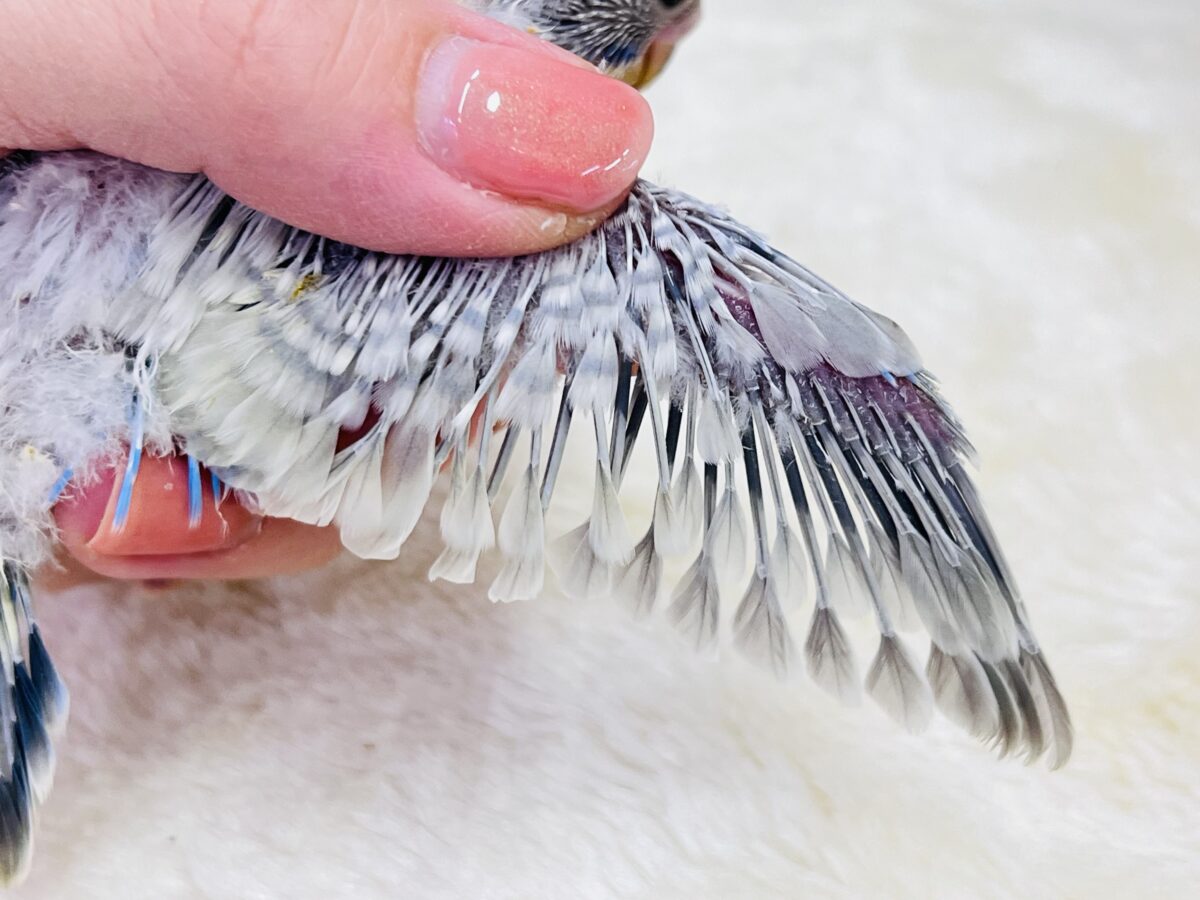 さりげない美しさ✨将来有望です!セキセイインコのパステルレインボースパングル🩶 セキセイインコ