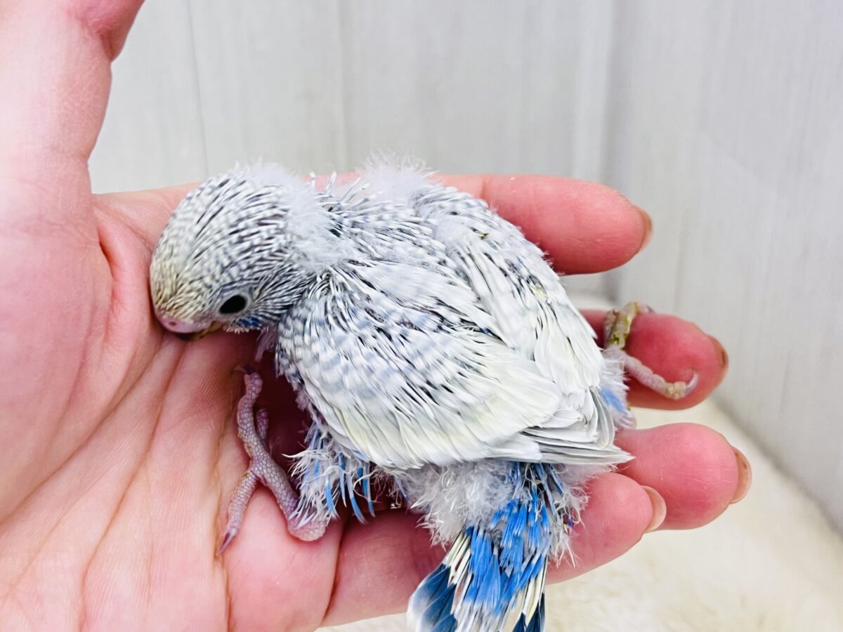 さりげない美しさ✨将来有望です!セキセイインコのパステルレインボースパングル🩶 セキセイインコ