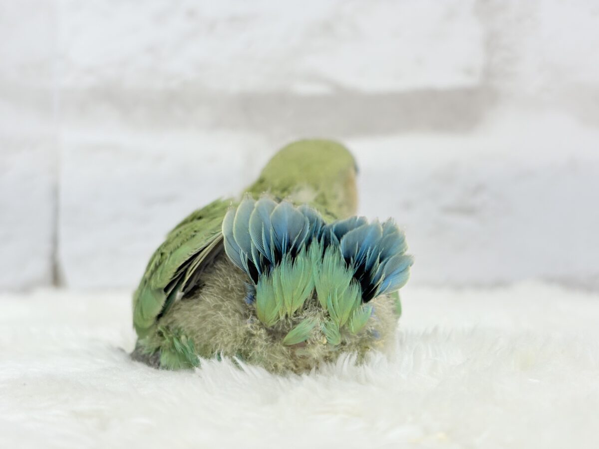 【最新画像更新🪄】キリッとしたお顔が魅力的🐣🫧コザクラインコ(ノーマル) ヒナ コザクラインコ(小桜インコ)