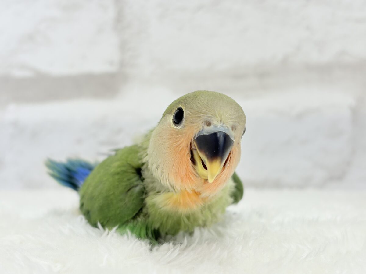 【最新画像更新🪄】キリッとしたお顔が魅力的🐣🫧コザクラインコ(ノーマル) ヒナ コザクラインコ(小桜インコ)