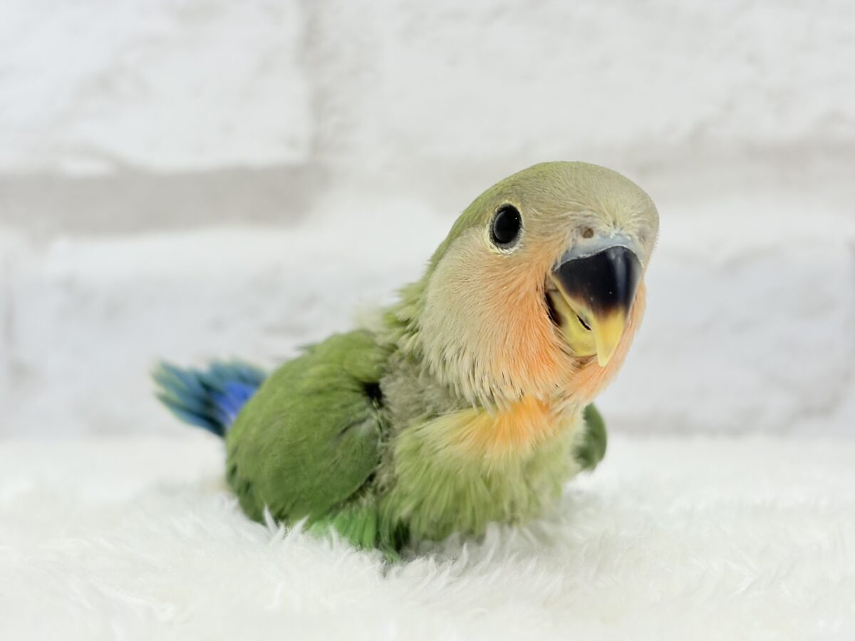 【最新画像更新🪄】キリッとしたお顔が魅力的🐣🫧コザクラインコ(ノーマル) ヒナ コザクラインコ(小桜インコ)