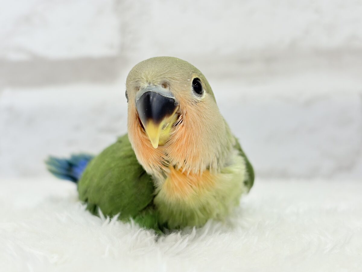 【最新画像更新🪄】キリッとしたお顔が魅力的🐣🫧コザクラインコ(ノーマル) ヒナ コザクラインコ(小桜インコ)