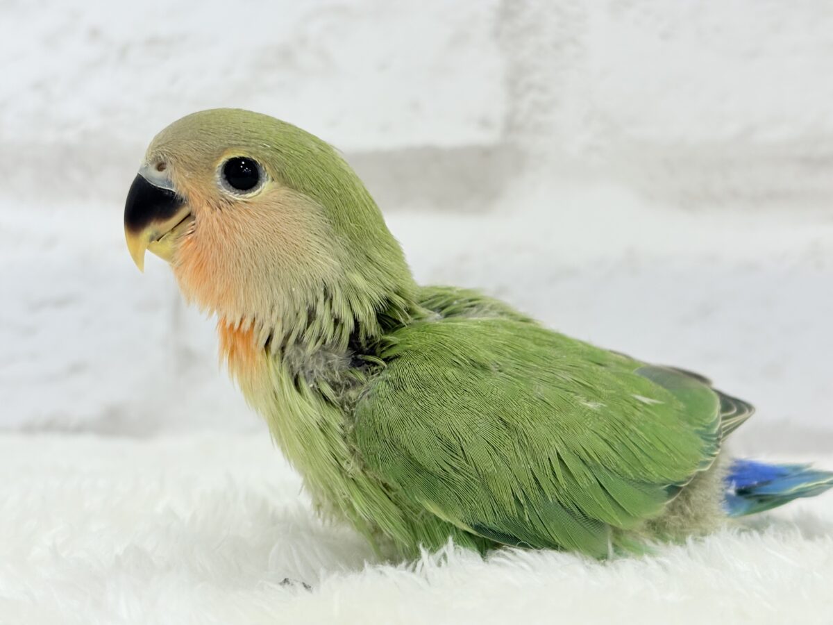 コザクラインコ（小桜インコ）