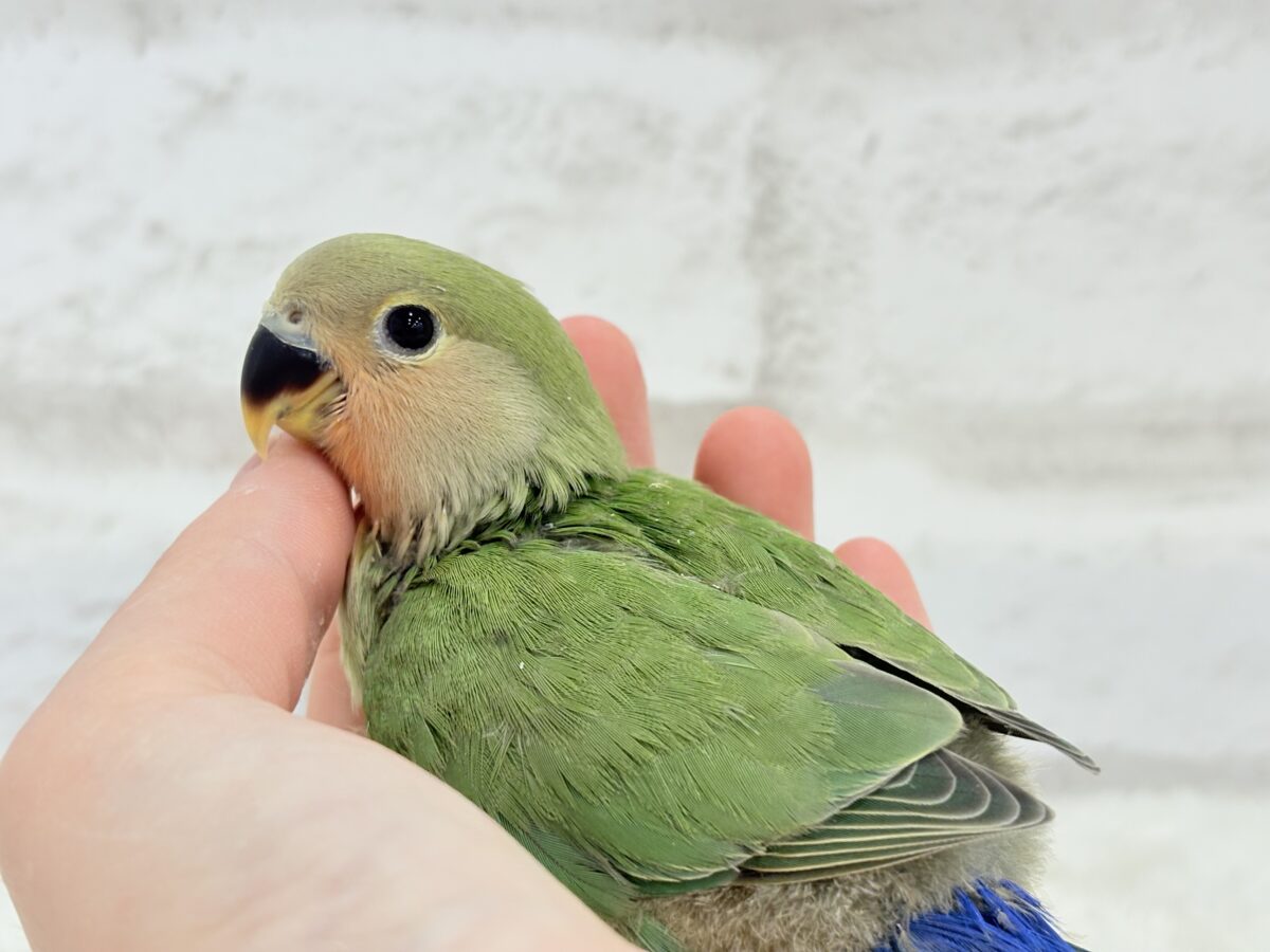 コザクラインコ（小桜インコ）