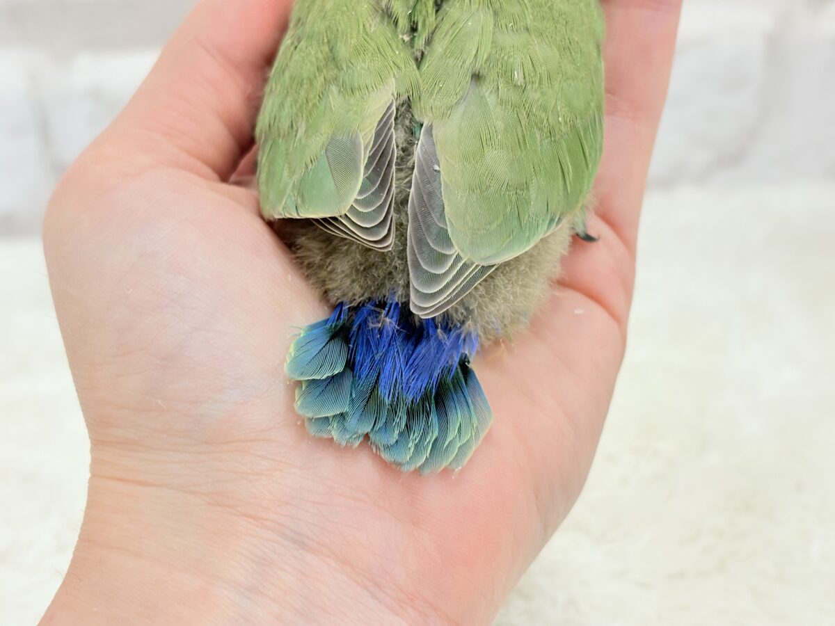 【最新画像更新🪄】キリッとしたお顔が魅力的🐣🫧コザクラインコ(ノーマル) ヒナ コザクラインコ(小桜インコ)