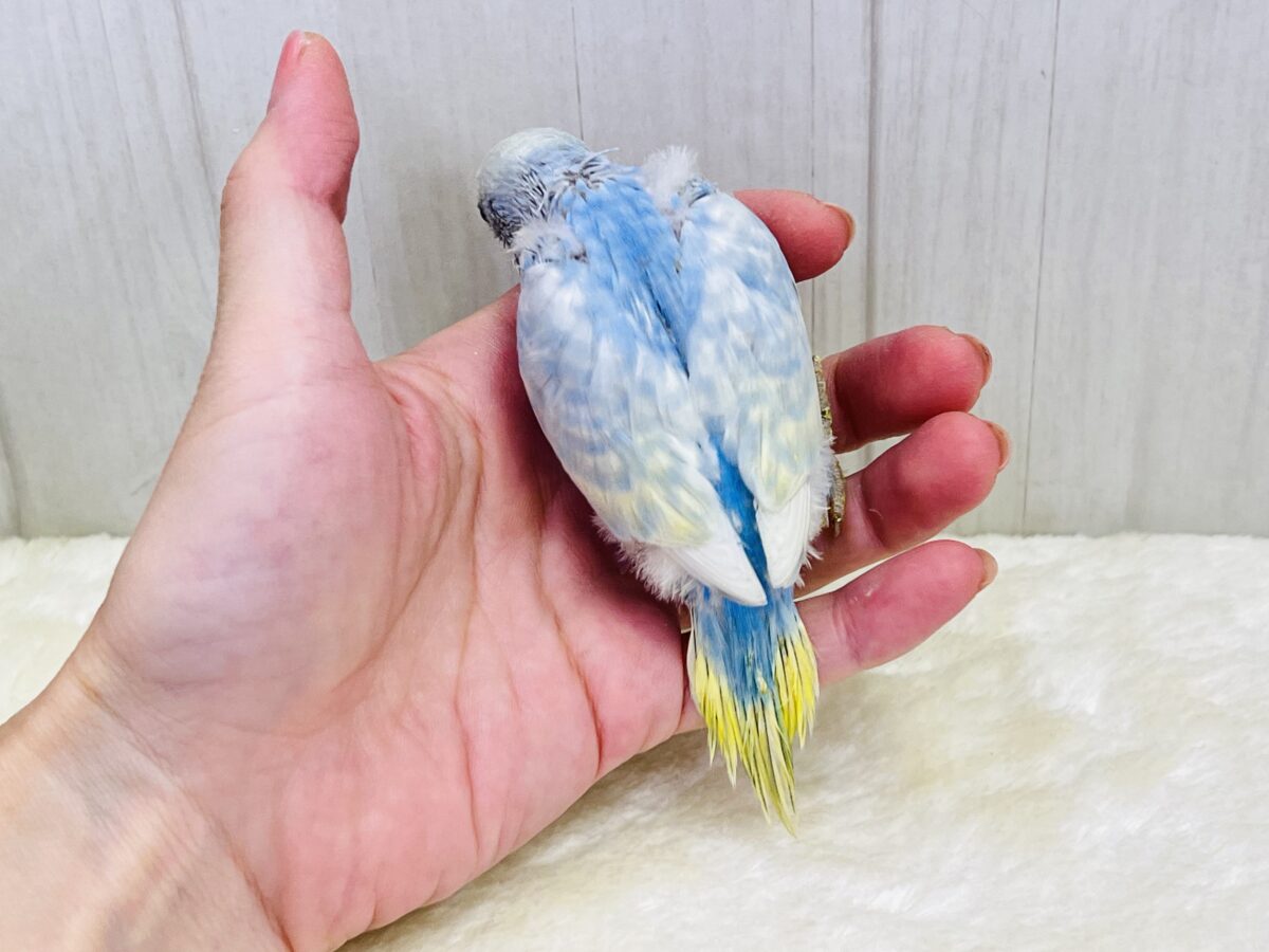 画像更新☆シュワっと弾ける🌟爽やか度100%🩵セキセイインコのパステルレインボー🌈 セキセイインコ