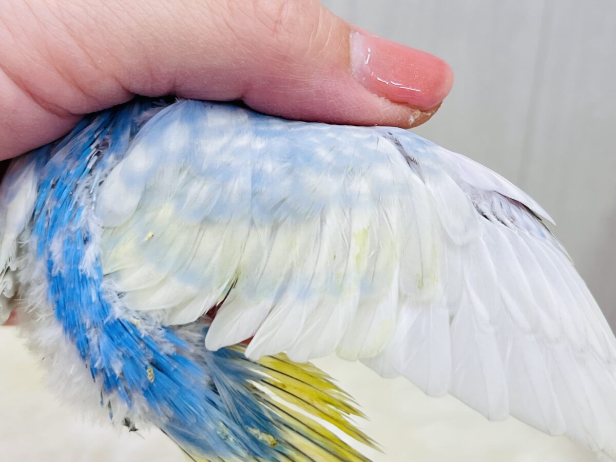 画像更新☆シュワっと弾ける🌟爽やか度100%🩵セキセイインコのパステルレインボー🌈 セキセイインコ
