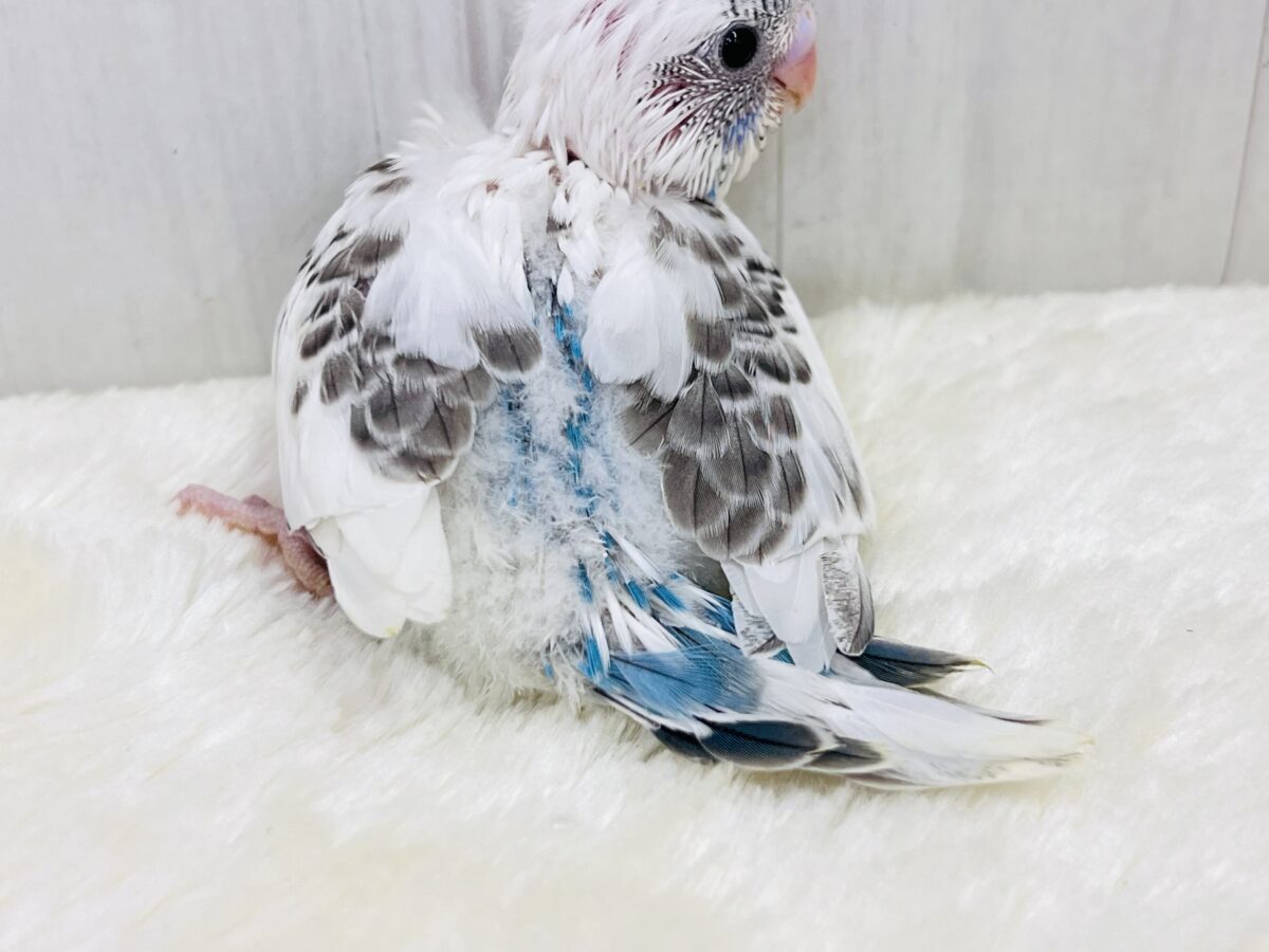 しましまヘアバンドでおしゃれ✨セキセイインコの白ハルクイン🤍💙 セキセイインコ