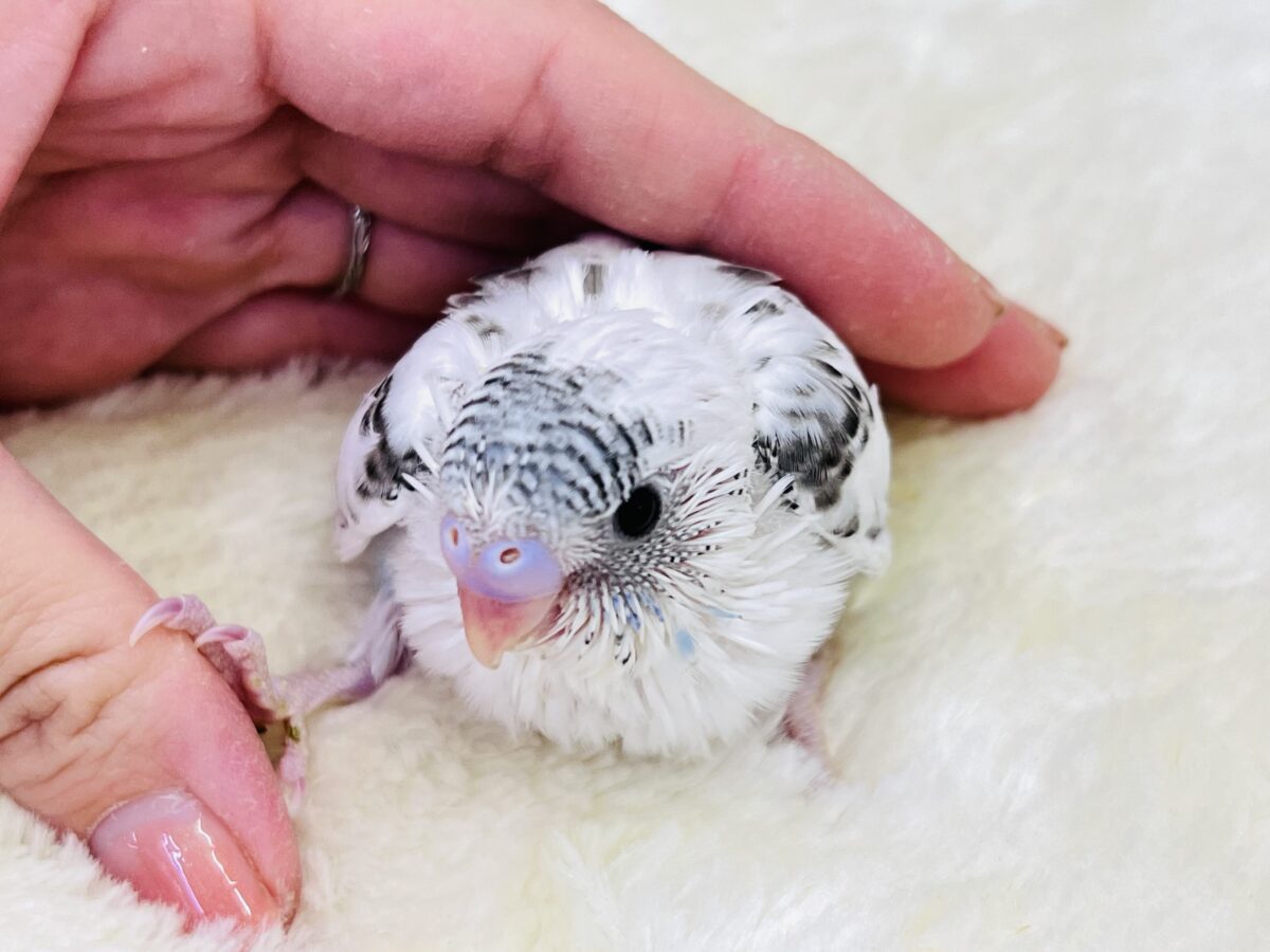 しましまヘアバンドでおしゃれ✨セキセイインコの白ハルクイン🤍💙 セキセイインコ