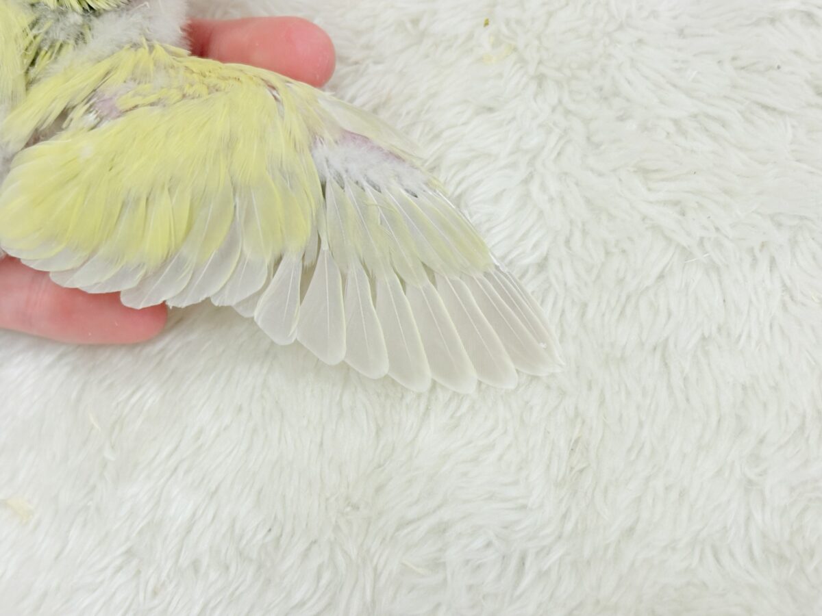 【最新画像更新🪄】ふんわり柔らか癒し系🪅コザクラインコ(シナモン) ヒナ コザクラインコ(小桜インコ)