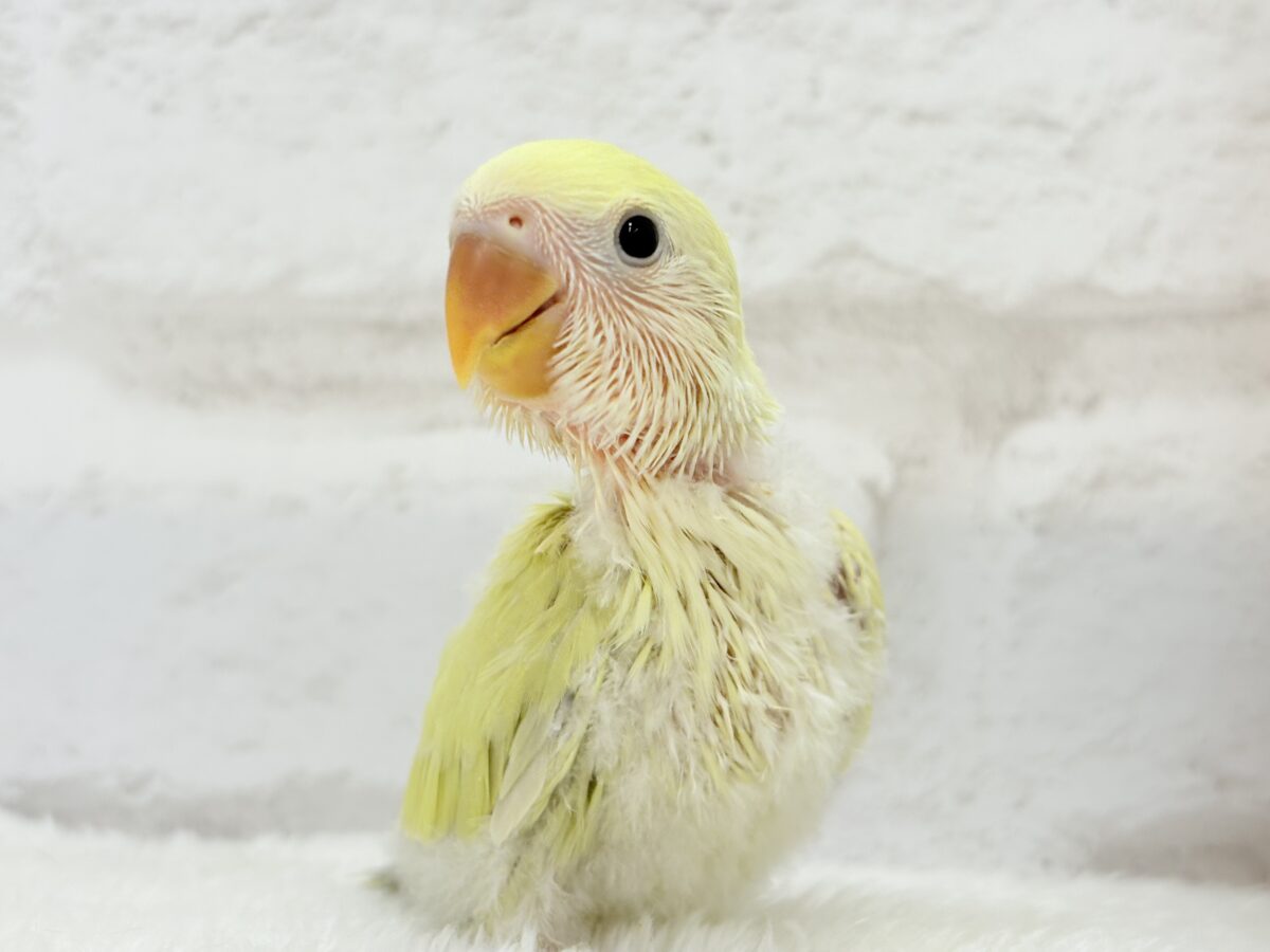 【最新画像更新🪄】ふんわり柔らか癒し系🪅コザクラインコ(シナモン) ヒナ コザクラインコ(小桜インコ)