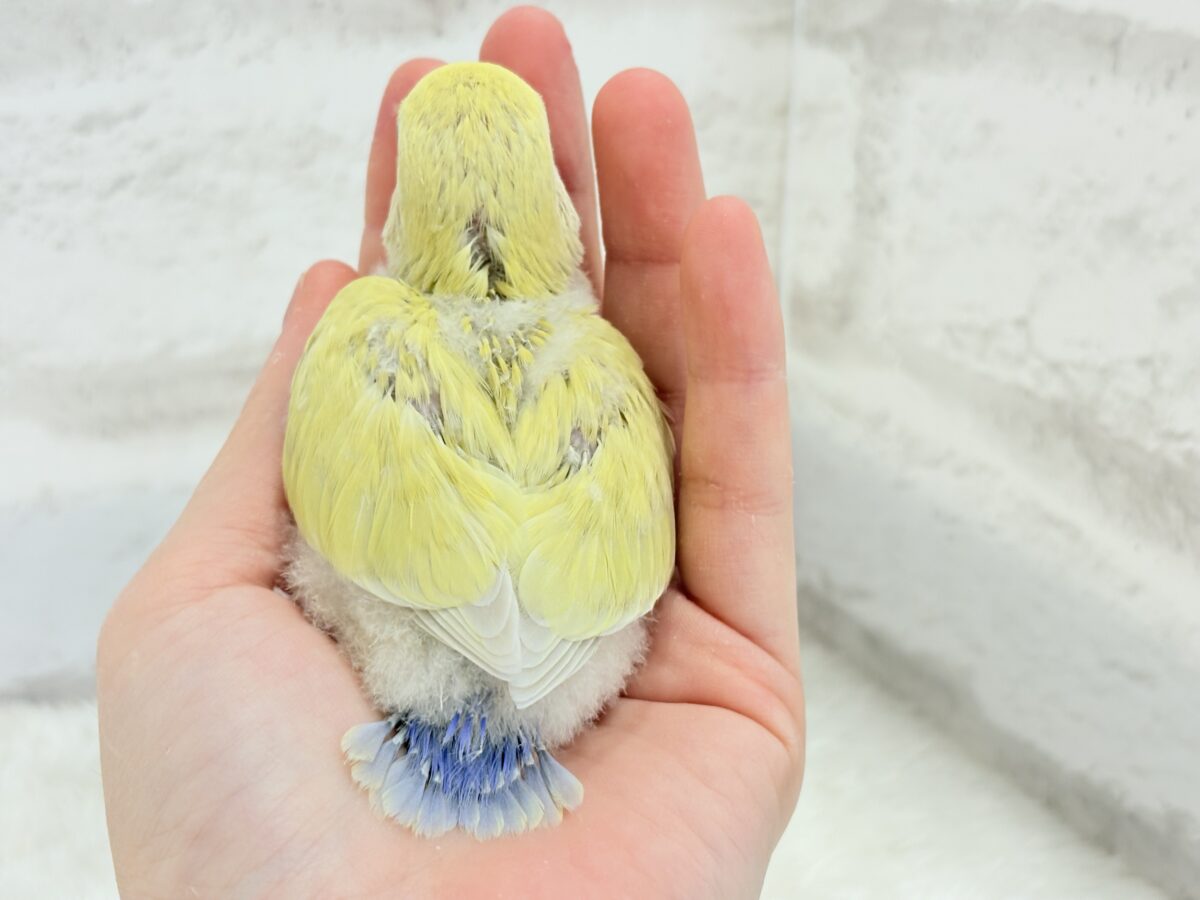 コザクラインコ（小桜インコ）