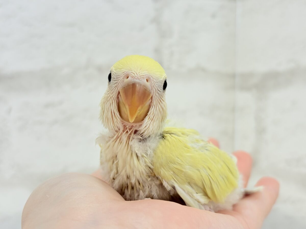 コザクラインコ（小桜インコ）
