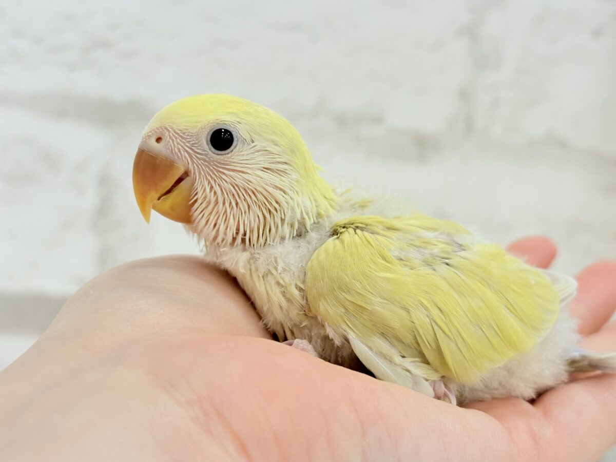 コザクラインコ（小桜インコ）