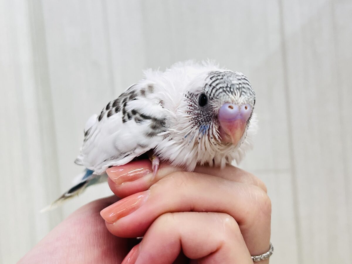 しましまヘアバンドでおしゃれ✨セキセイインコの白ハルクイン🤍💙 セキセイインコ