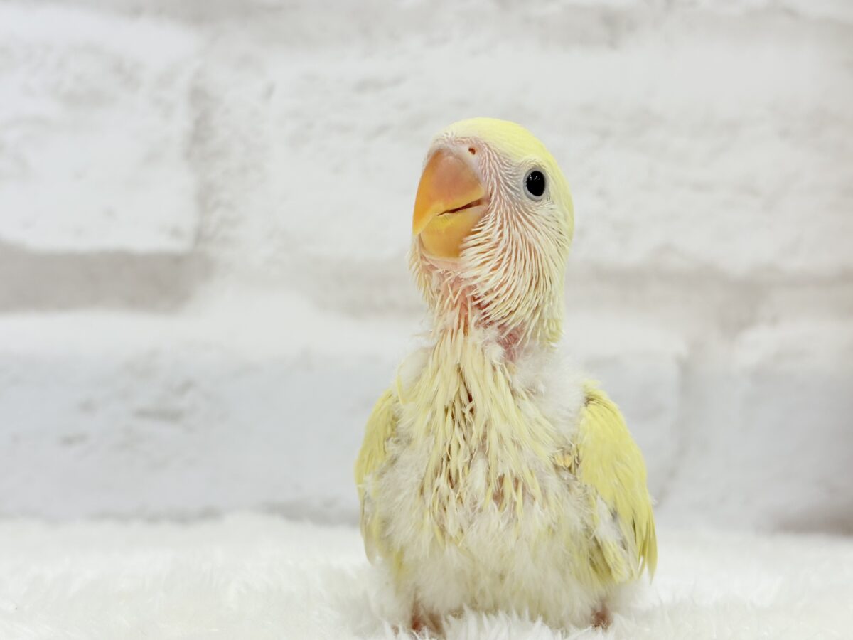 【最新画像更新🪄】ふんわり柔らか癒し系🪅コザクラインコ(シナモン) ヒナ コザクラインコ(小桜インコ)