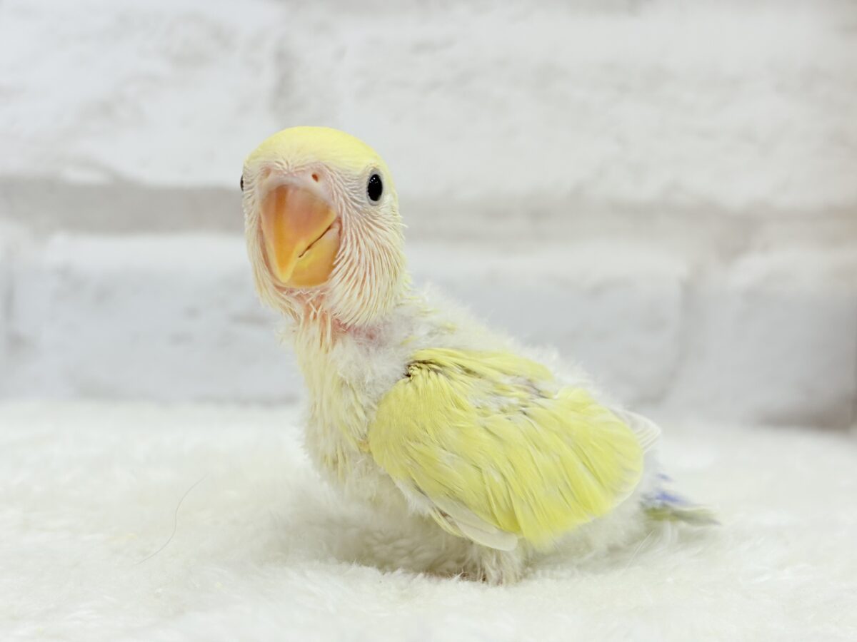 コザクラインコ（小桜インコ）