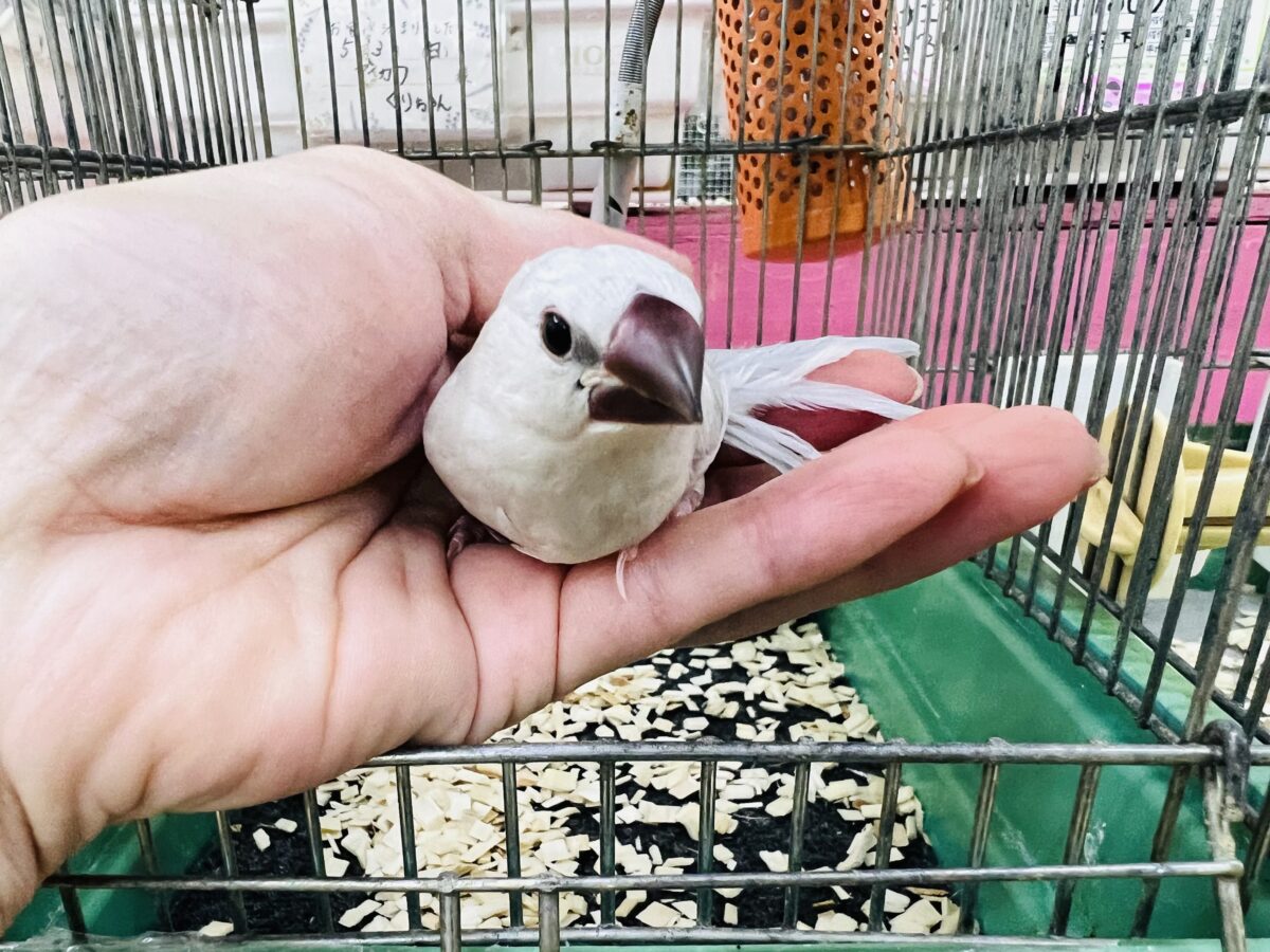 シルバー文鳥