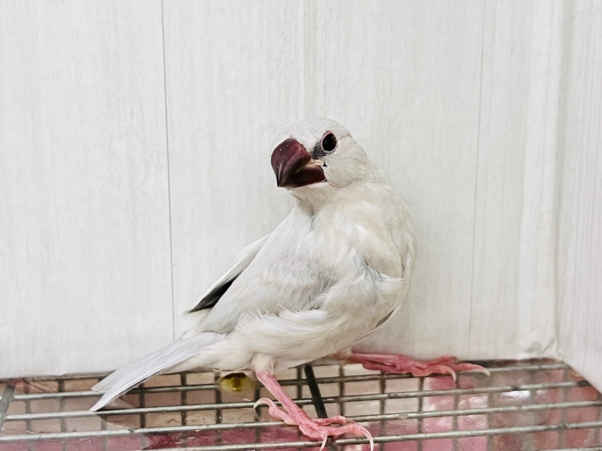 シルバー文鳥