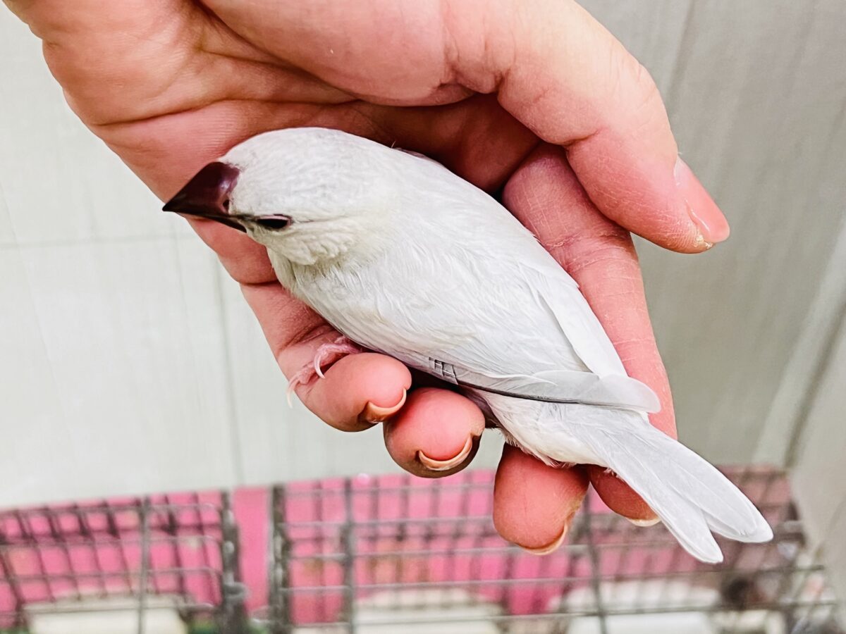 ①自由に飛び回れ‼︎たまには甘えさせてね♡シルバー文鳥✨ シルバー文鳥