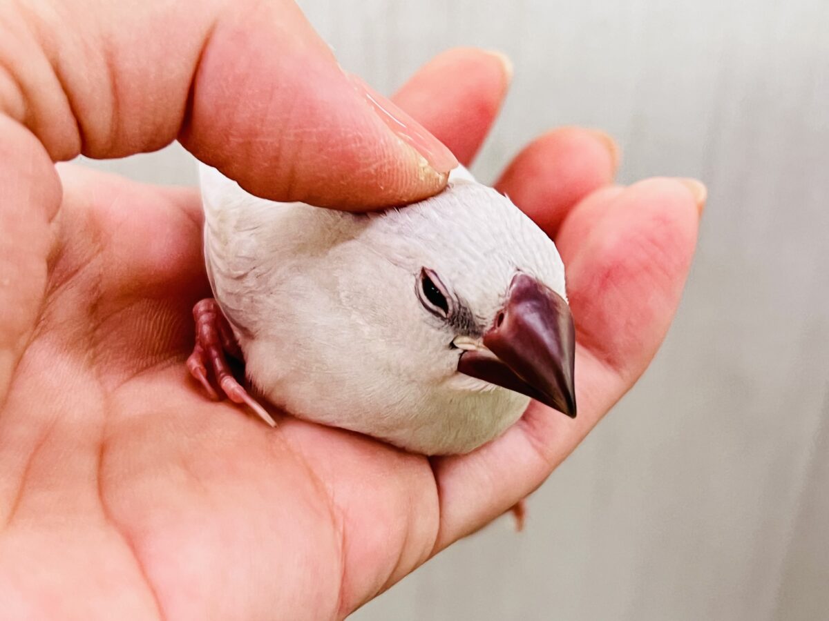 ①自由に飛び回れ‼︎たまには甘えさせてね♡シルバー文鳥✨ シルバー文鳥