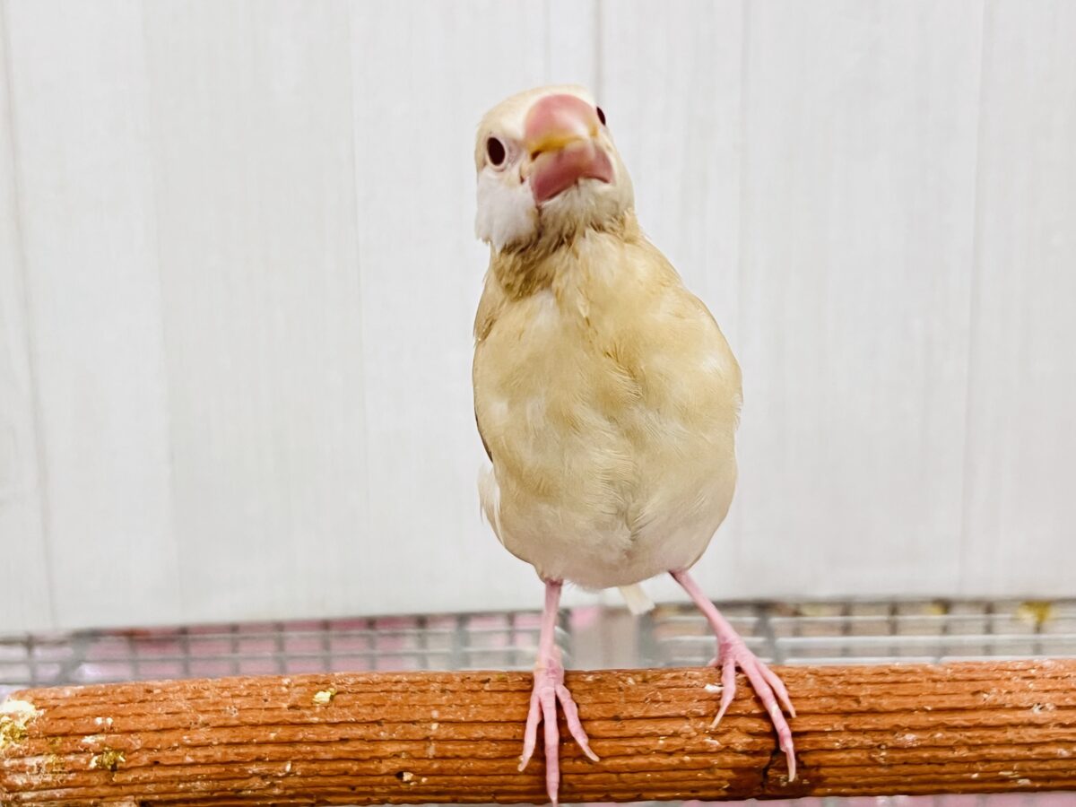 シナモン文鳥