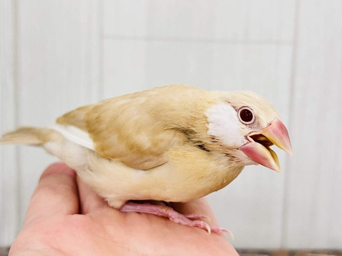 シナモン文鳥