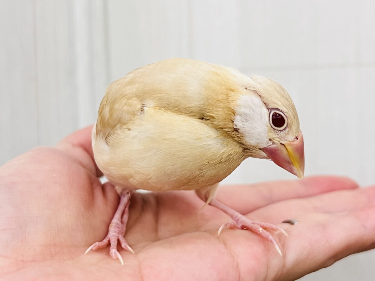 シナモン文鳥