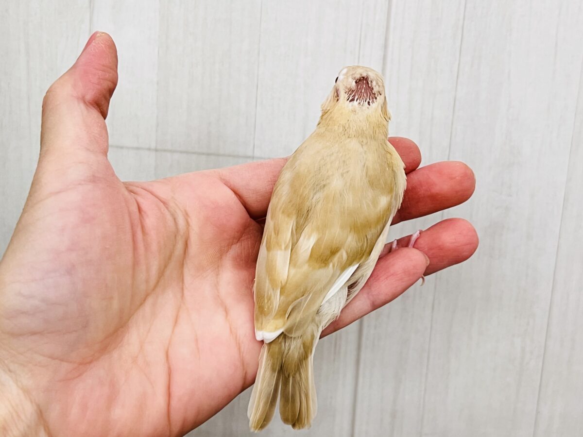 シナモン文鳥