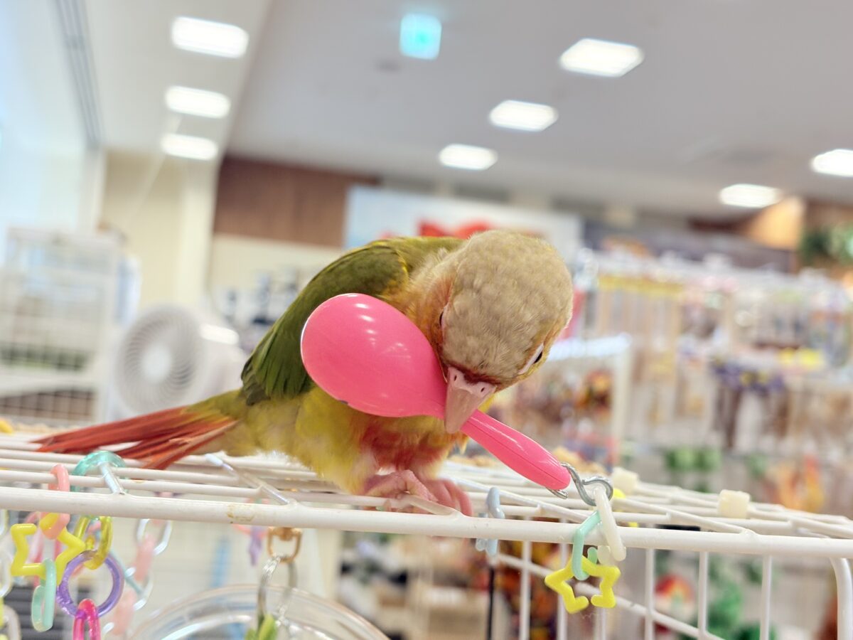 【最新画像更新🪄ひとり餌になりました☆】南国育ちのフレッシュ果実🐣🍍💖ウロコインコ(パイナップル) ヒナ ホオミドリウロコインコ