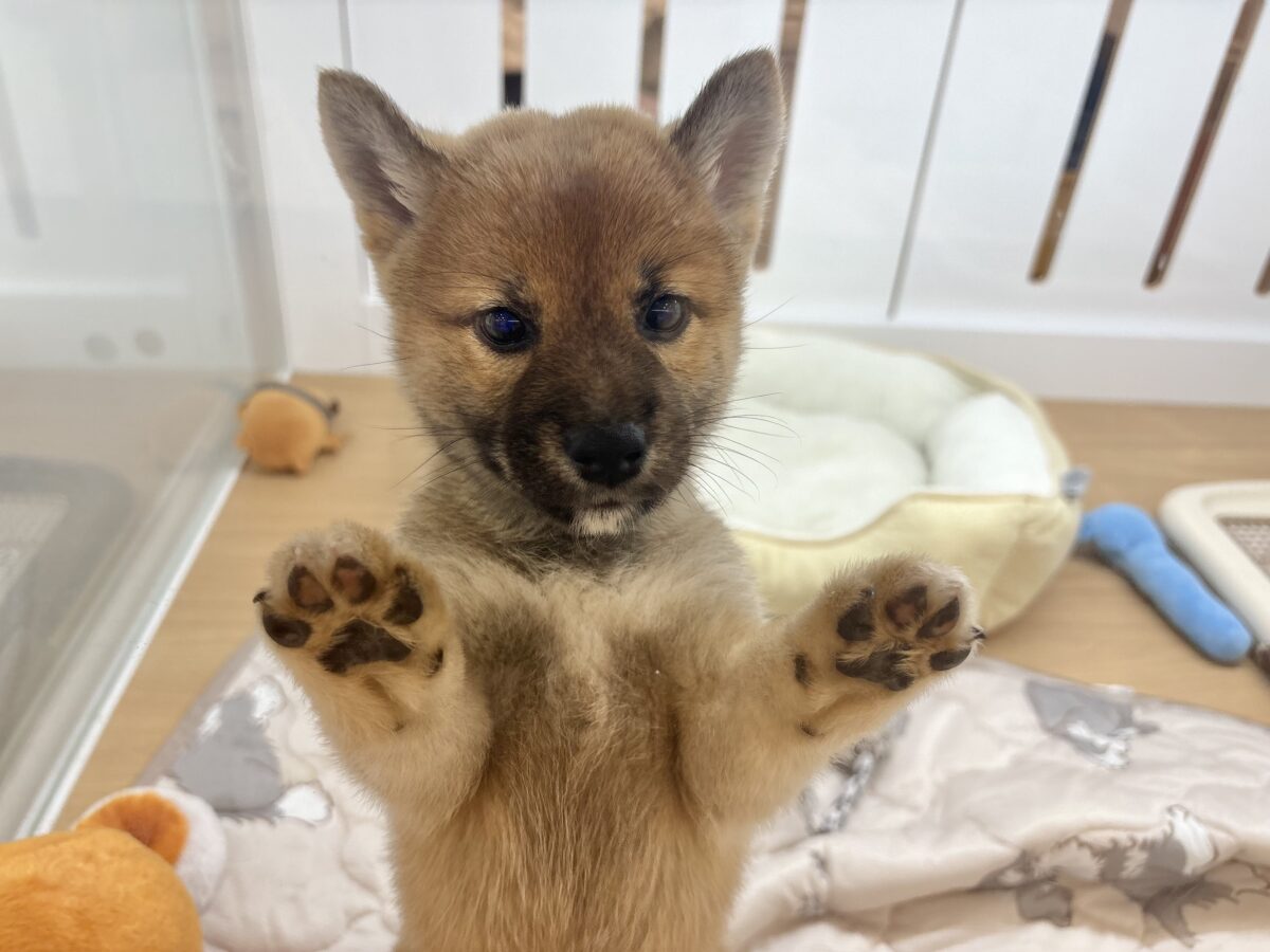 柴犬