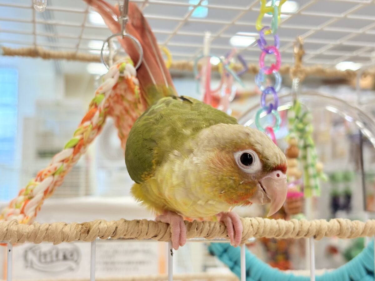 【最新画像更新🪄ひとり餌になりました☆】南国育ちのフレッシュ果実🐣🍍💖ウロコインコ(パイナップル) ヒナ ホオミドリウロコインコ