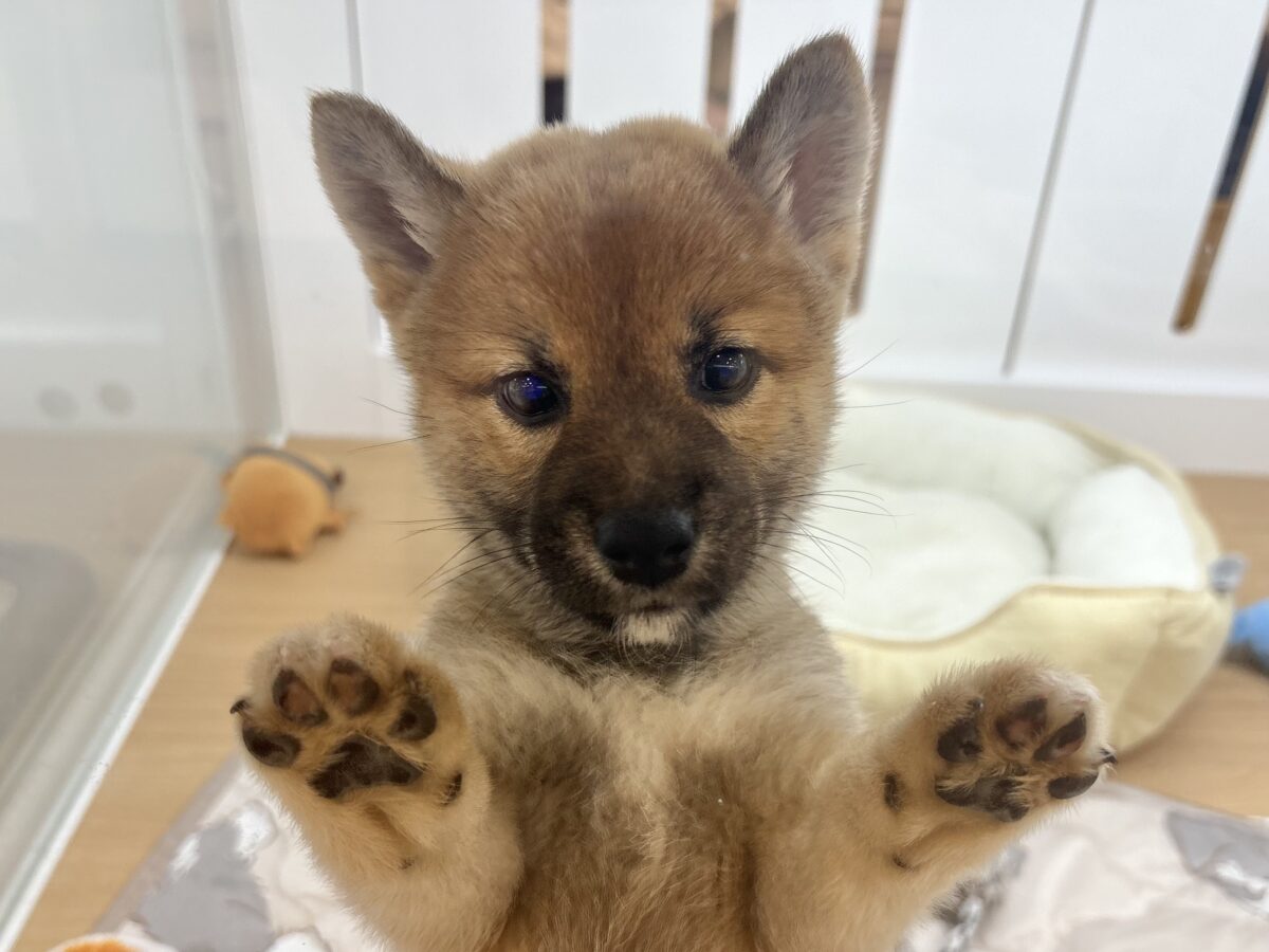 柴犬