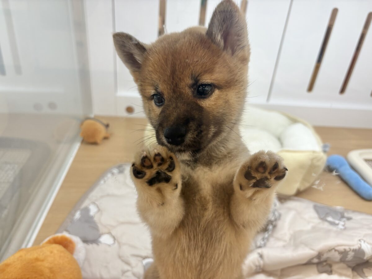 柴犬