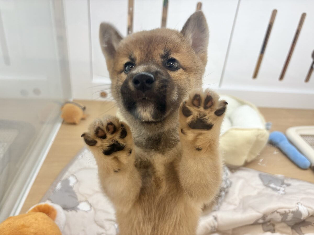 柴犬