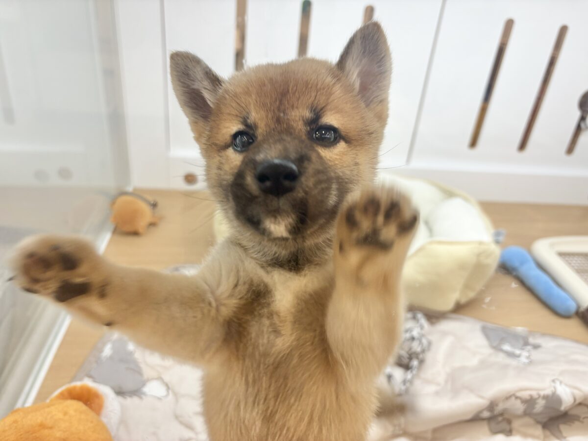 ステップダンスが得意なの〜🎶柴犬ちゃん! 柴犬
