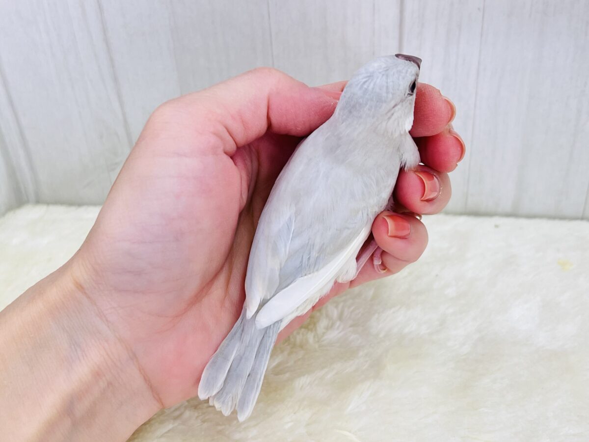 ③ニギニギ練習中でしゅ🍼シルバー文鳥✨ シルバー文鳥