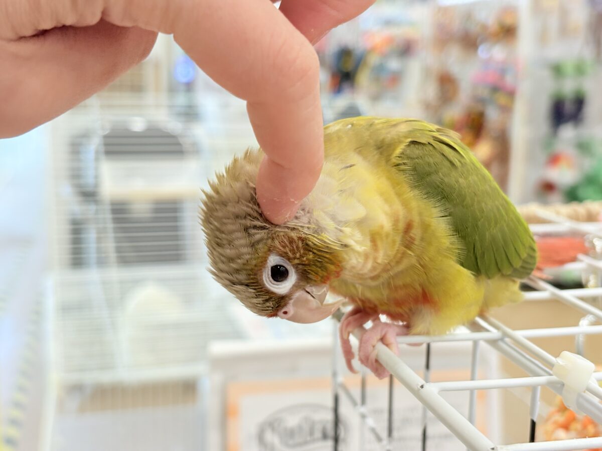 ホオミドリウロコインコ