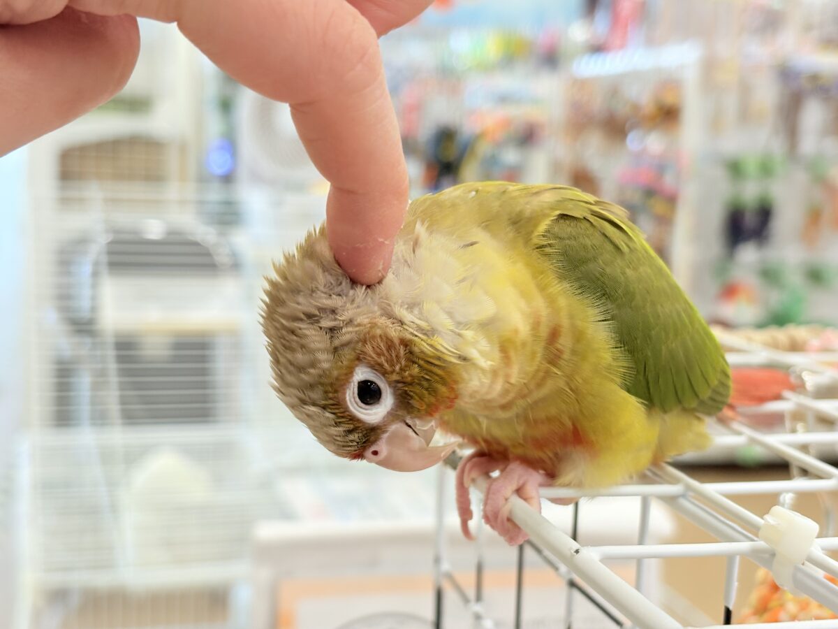 【最新画像更新🪄ひとり餌になりました☆】南国育ちのフレッシュ果実🐣🍍💖ウロコインコ(パイナップル) ヒナ ホオミドリウロコインコ