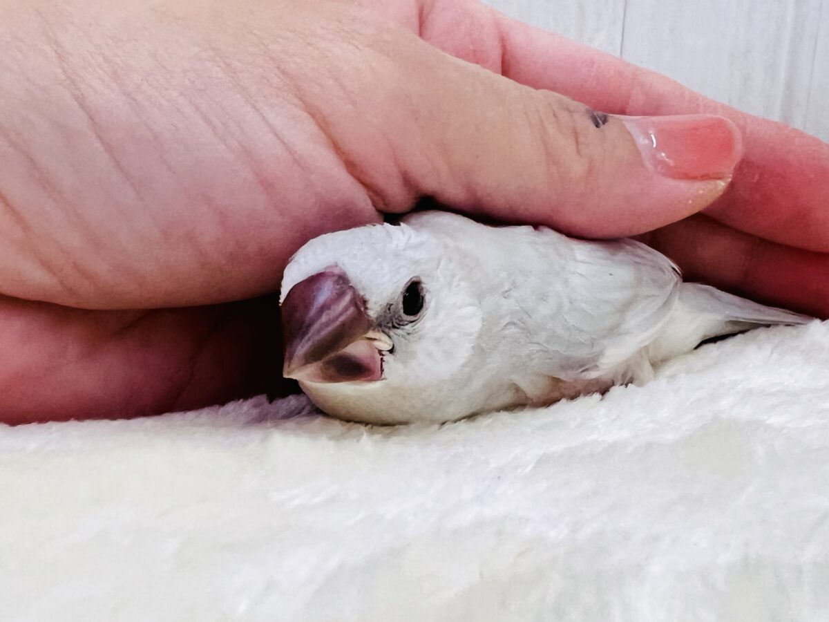③ニギニギ練習中でしゅ🍼シルバー文鳥✨ シルバー文鳥