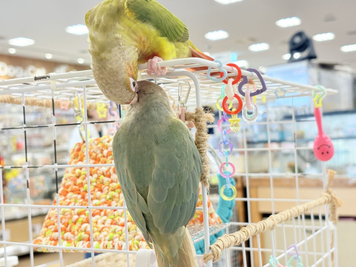 【最新画像更新🪄もうすぐひとり餌☆】おめめくりくり☆ふんわりカラー🫧ウロコインコ(ブルーパイナップル) ヒナ ホオミドリウロコインコ