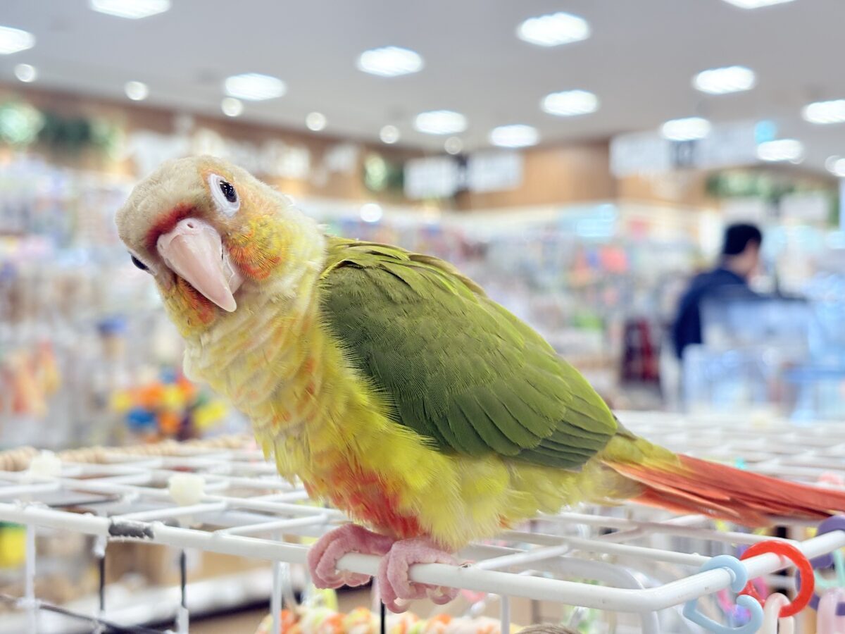 【最新画像更新🪄ひとり餌になりました☆】南国育ちのフレッシュ果実🐣🍍💖ウロコインコ(パイナップル) ヒナ ホオミドリウロコインコ