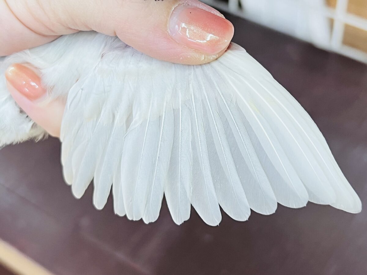 ③ニギニギ練習中でしゅ🍼シルバー文鳥✨ シルバー文鳥