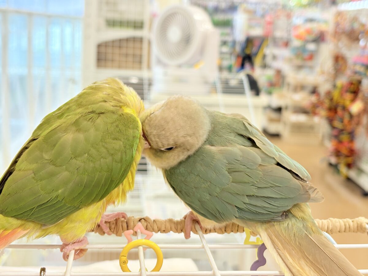 【最新画像更新🪄ひとり餌になりました☆】南国育ちのフレッシュ果実🐣🍍💖ウロコインコ(パイナップル) ヒナ ホオミドリウロコインコ